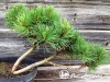 Pušis kalninė subsp. mugo (formuota) (lot. Pinus mugo ) 